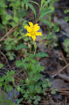 Tufted yellow woodsorrel